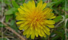 草草草视频在线观看,一窥网络短视频的魅力世界